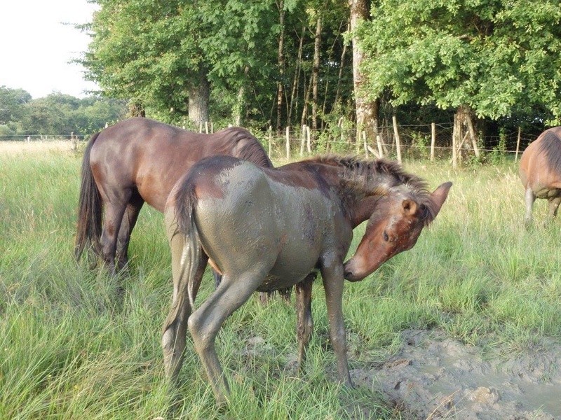 FALBALA - ONC mule née en 2015 - adoptée en juillet 2016 par Thierry - Page 2 13653110