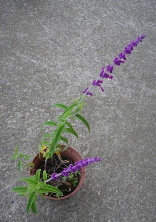 Salvia leucantha 'Purple velvet' !!! 05102010