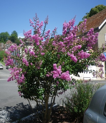Lagerstroemia.......... ou Lilas des indes - Page 2 09082010
