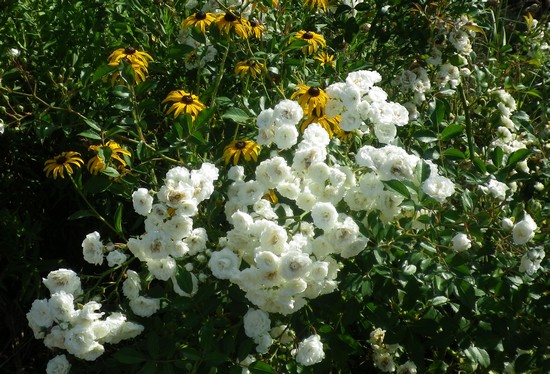 Rosa 'Little White Pet' !!! 09082024