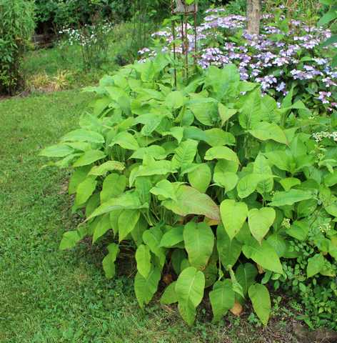 Persicaria amplexicaulis atrosanguinea !!! 13062011