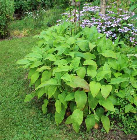 Persicaria amplexicaulis atrosanguinea !!!  13062011