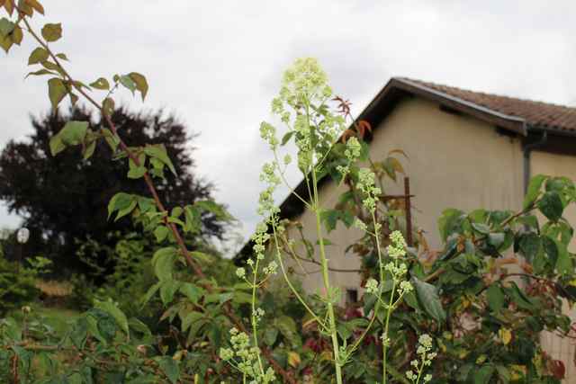 Inconnu maison 2 // Thalictrum ! 25062012