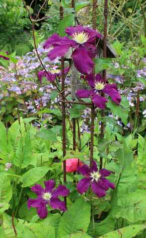 Clematis............sont en avance les belles !!! - Page 11 25062017