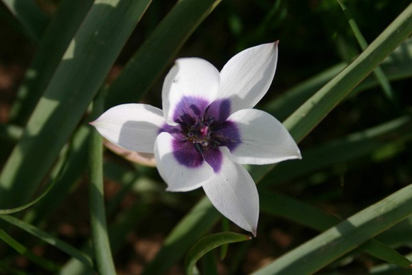 Tulipa humilis ‘Alba Coerulea Oculata’ Tulipa10