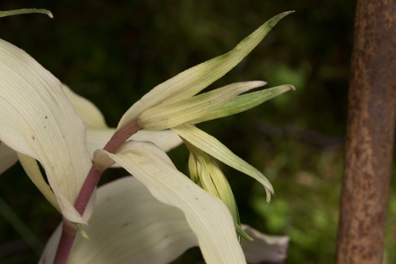 Avis de recherche : orchidées albinos - Page 2 Ep-1210