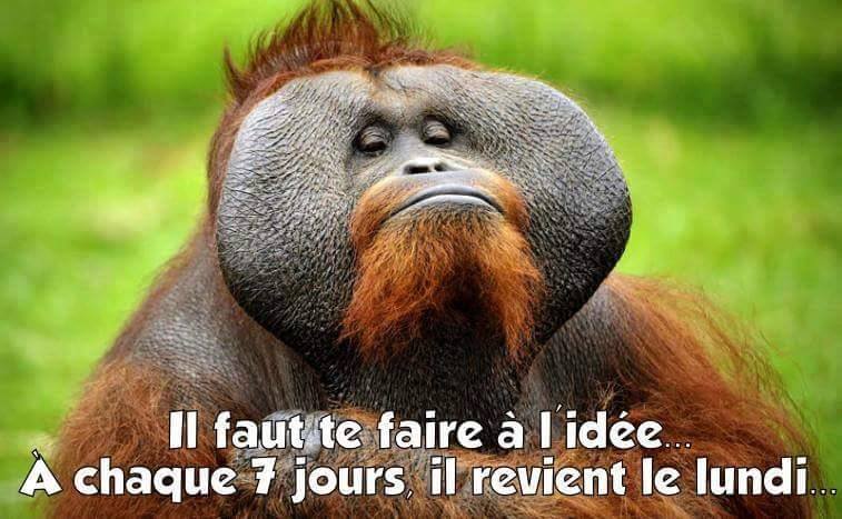 humour - Page 19 13508810