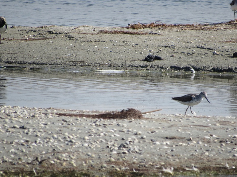 Baie de Somme ! Img_8513