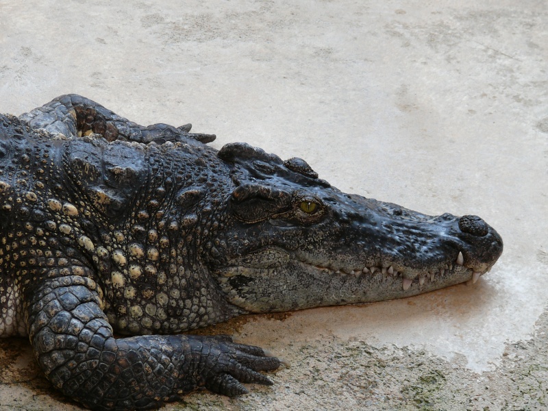 Alligator bay P1030610