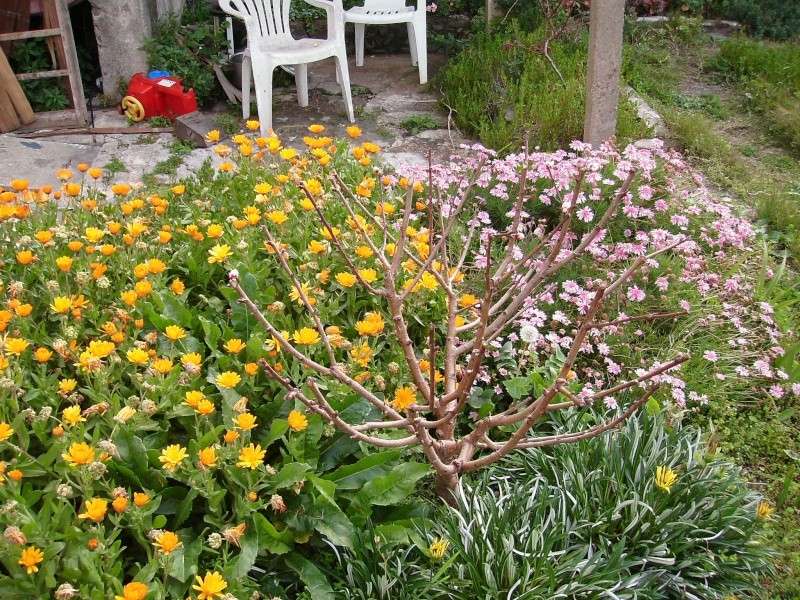 Flores de mi Jardin (camara digital) P9070011