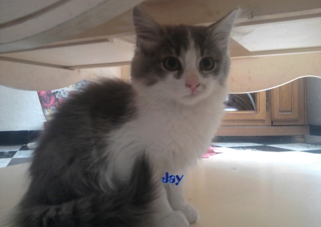 Jay magnifique chaton a adopter 62 coeur de félins Jay10