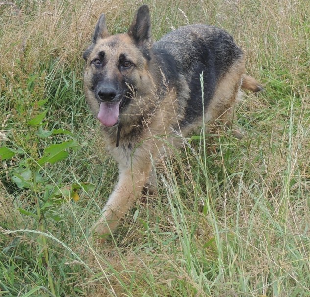 Tarcy : Berger allemand femelle, ne en 2007, revenue... Tarcy-14