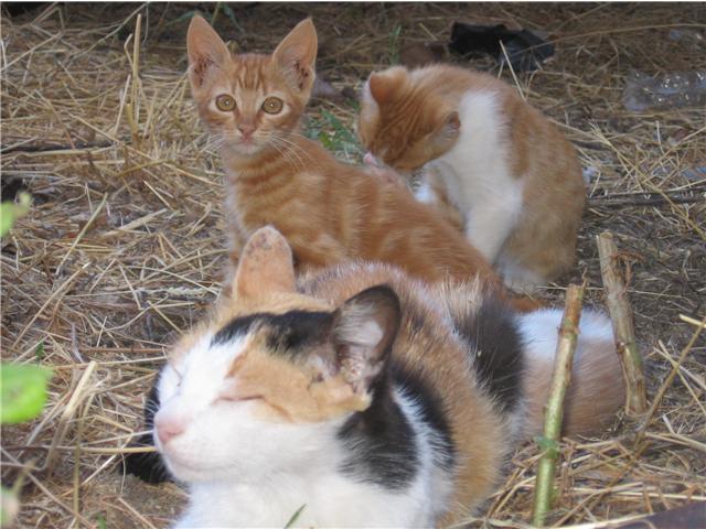 4 gatitos y su mam necesitan ayuda para salir de la calle.M 210