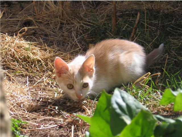 4 gatitos y su mam necesitan ayuda para salir de la calle.M 810