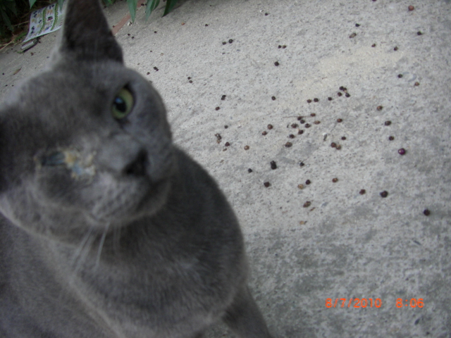 Gato azul ruso de 6 meses. Está enfermo en la calle. Cádiz Azul10