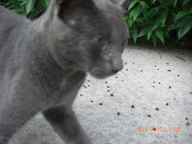 Gato azul ruso de 6 meses. Est enfermo en la calle. Cdiz Azul110