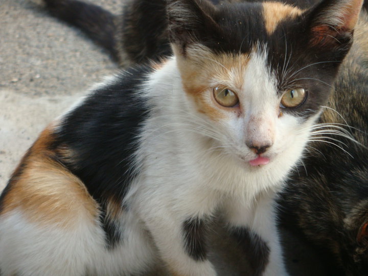 Preciosos gatitos. Necesitan tu ayuda para salir de la calle. Cádiz Cadiz810