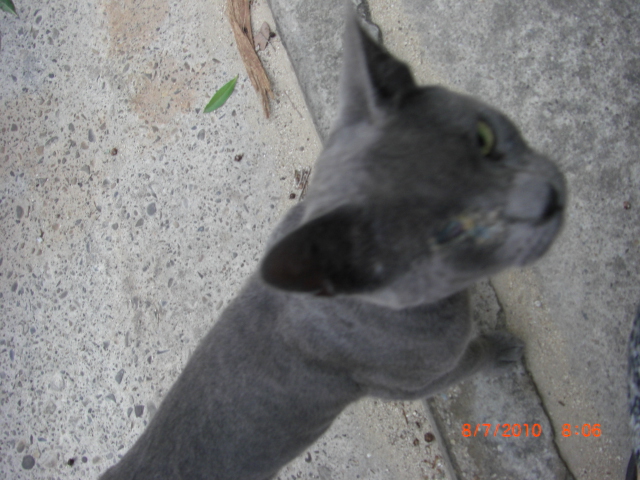 Gato azul ruso de 6 meses. Está enfermo en la calle. Cádiz Cimg3710