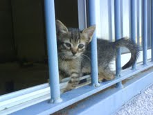 Gatitos bebés en peligro en la calle. Córdoba.URGEN ACOGIDAS Corodo10