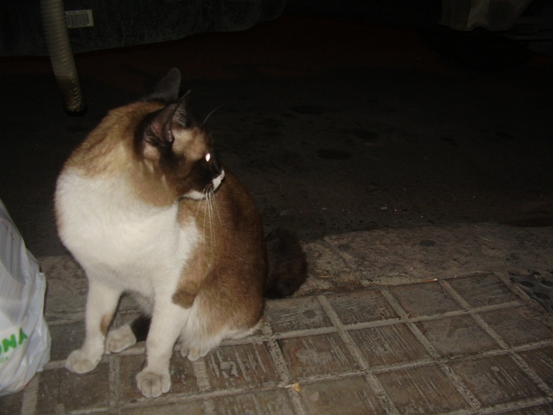 Felix, siamés de un año pidiendo mimos en la calle. Valencia Felix110