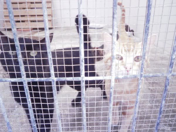 GATOS EN LA PERRERA DE ALMERIA .URGE SACARLOS Actualizados Gatito18