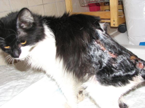Gato atacado por perros. Necesita acogida. MADRID URGEEEEE Herido10