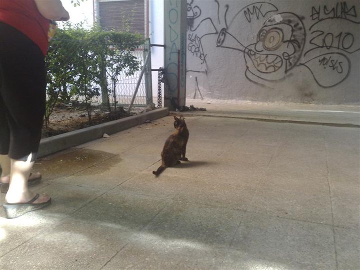 2 gatitos abandonados en peligro en Legans (MADRID)  Legane15