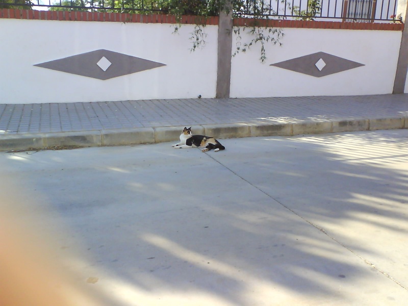 Gatitos bebés en peligro en la calle. Córdoba.URGEN ACOGIDAS Monn10
