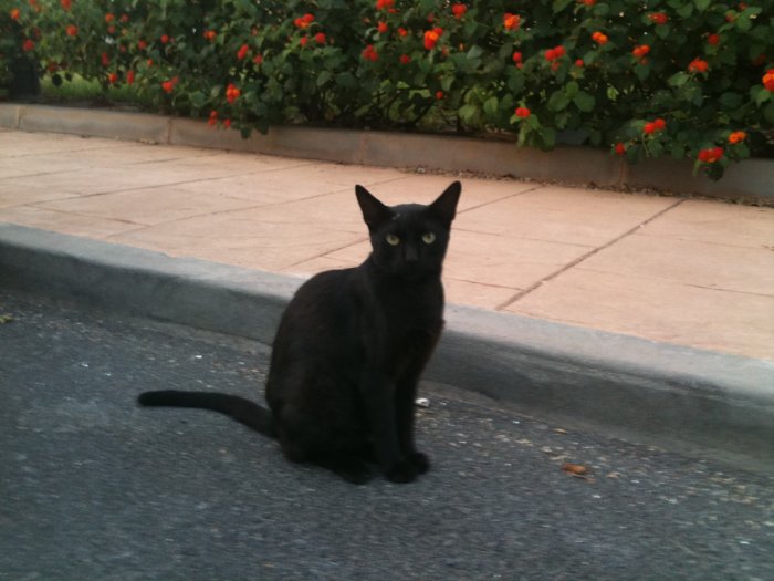 GATITO, dulce, cariñoso y mimoso.EN LA CALLE Almeria Negro210