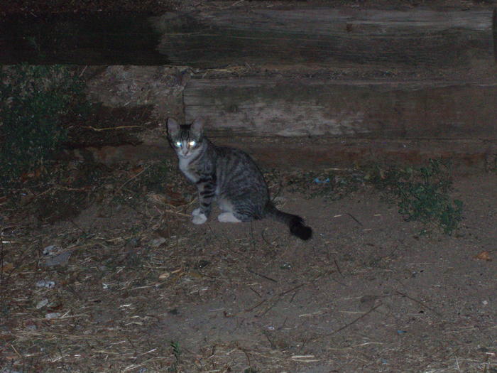 Odin, Nanuk y Odel. 3 gatitos cachorros viviendo en zona peligrosa Madrid Odel10