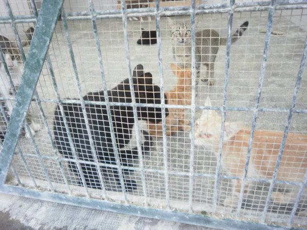 GATOS EN LA PERRERA DE ALMERIA .URGE SACARLOS Actualizados P8180315