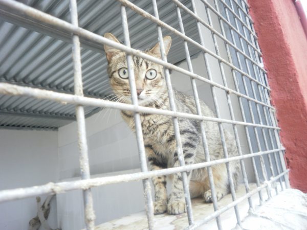 GATOS EN LA PERRERA DE ALMERIA .URGE SACARLOS Actualizados P8180319