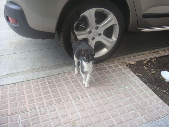 Flor, gatita joven preada en la calle. Crdoba Preaad14