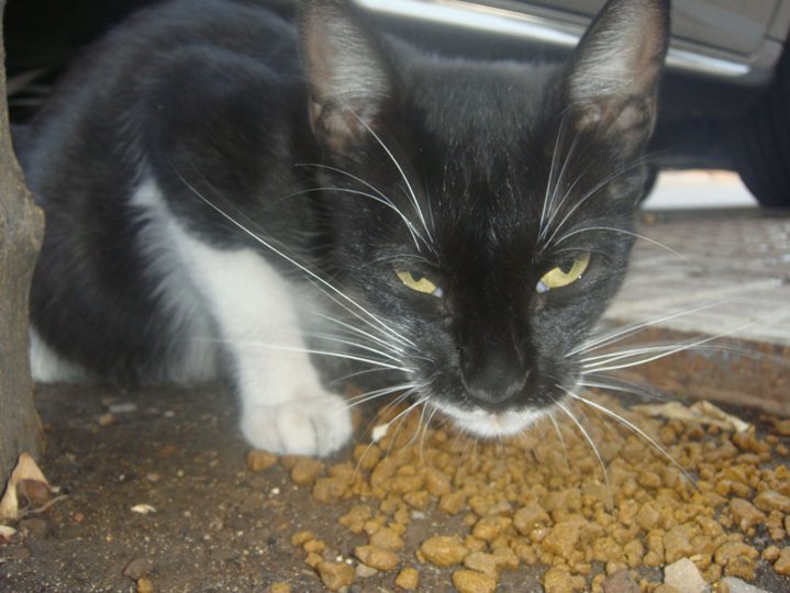 Flor, gatita joven preñada en la calle. Córdoba Preaad15