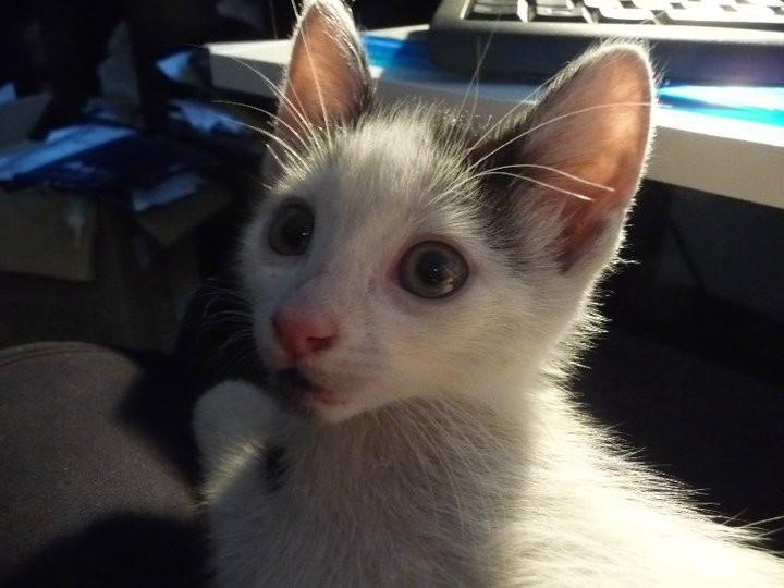 Ren, gatito de 2 meses rescatado de la calle. Madrid Ren710