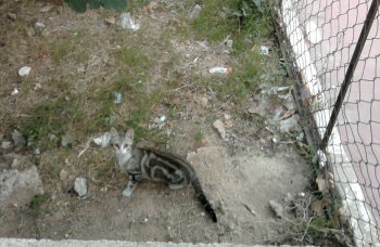 Mamá gata y sus 3 gatitos de 4 meses en peligro. Sevilla Sevill14