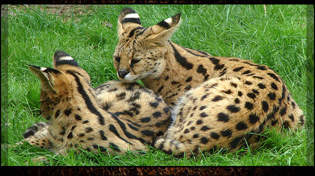 Le Serval 2010