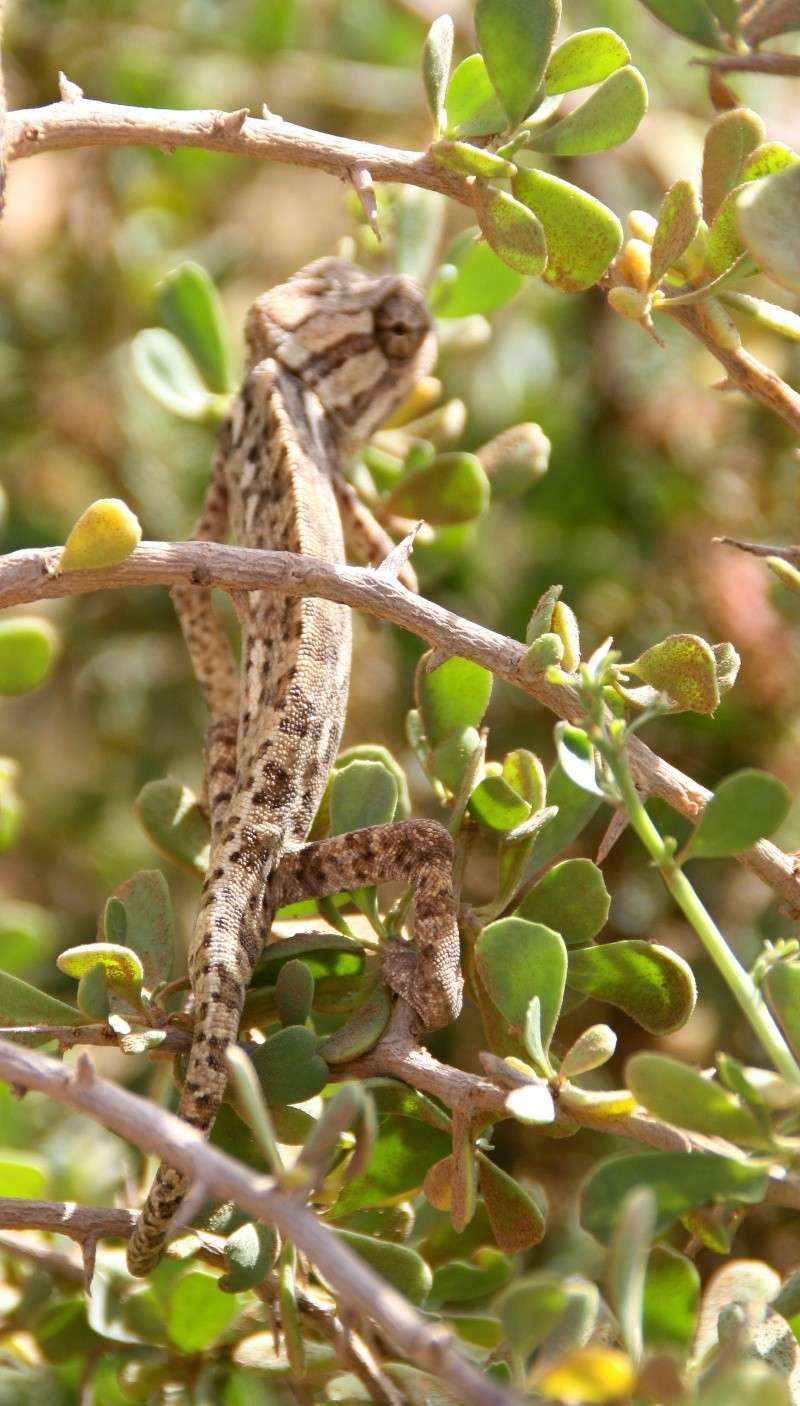 herping au Maroc Img_2813