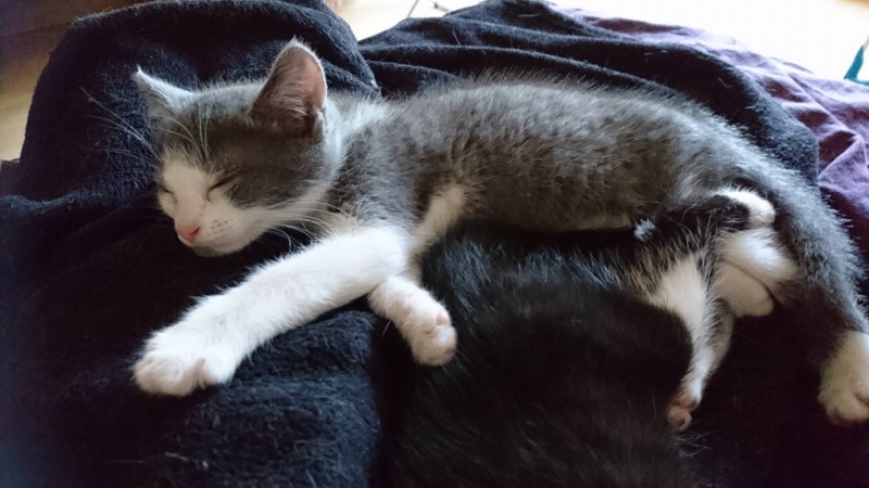 (63) - Muesli et Mikado - Chatons de 2 mois - Adoptés ensemble ! 13579610