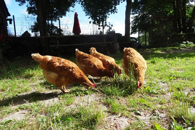 4 poules rousses Dsc02410