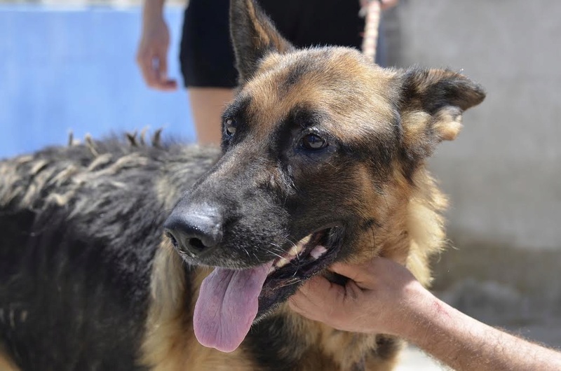 AGUS, mâle berger allemand né en janvier 2016 Agus110