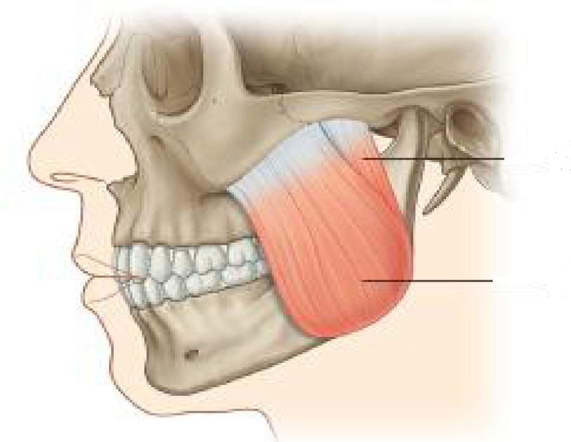 Anatomie fonctionnelle humaine Masset10