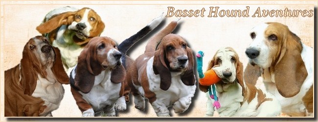 créer un forum : basset hound aventures - Portail Bannie10