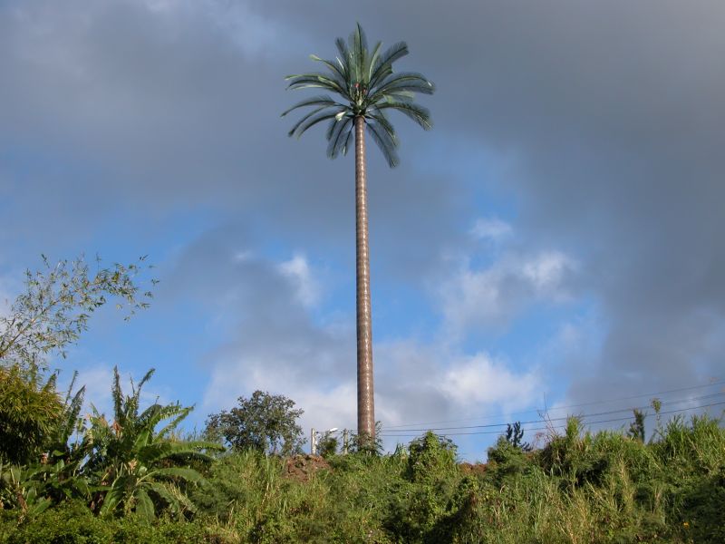 Végétation de la Réunion Ryunio11