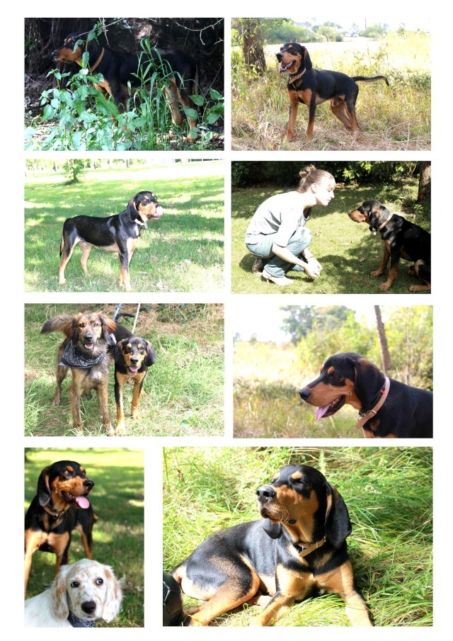 TINO - mâle - X beagle - 3 mois Photos11