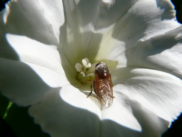 Une mouche au soleil P1000111