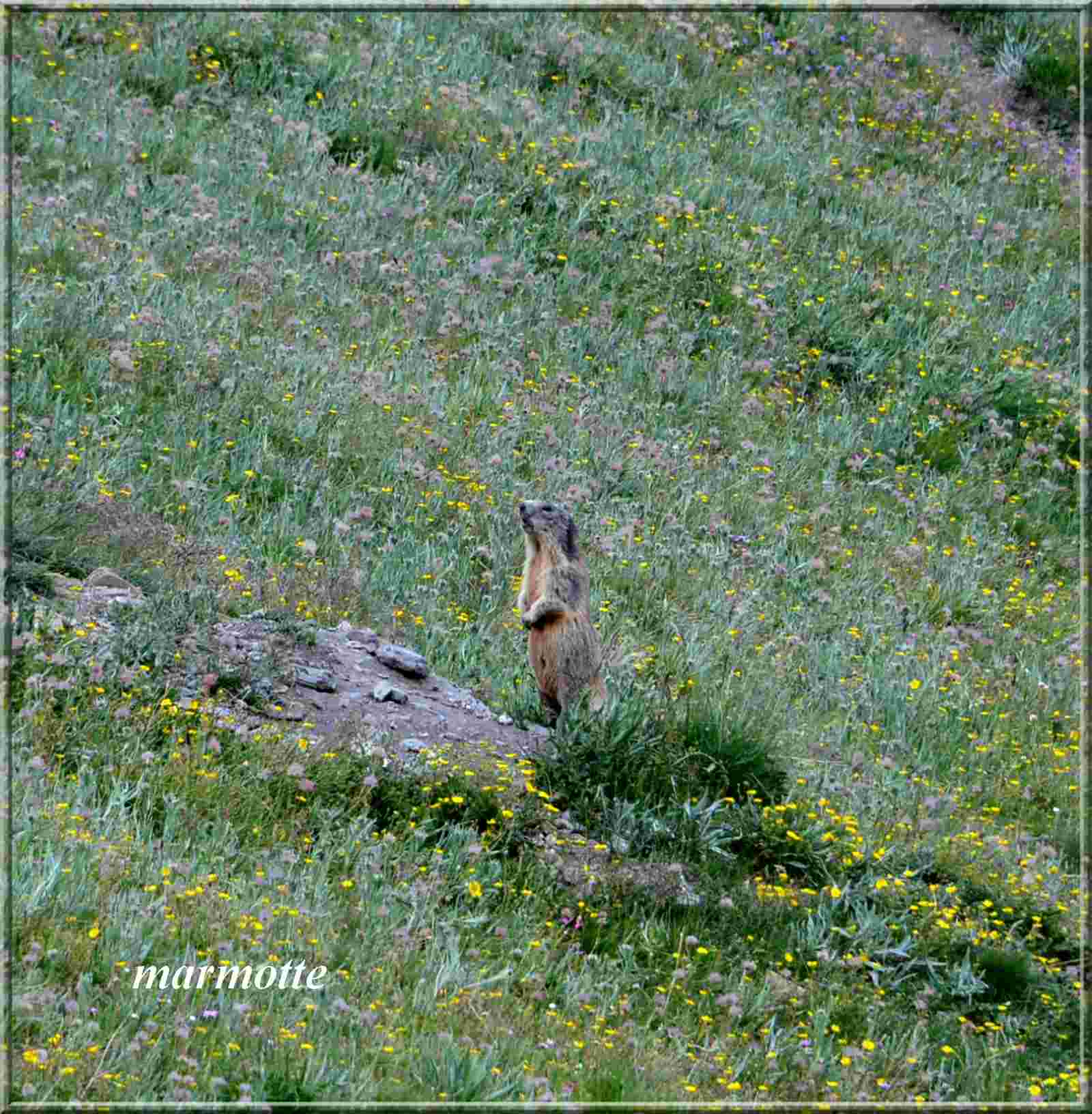 Deux sorties dans le Queyras 27 et 28 Juillet 2016 Marmot14