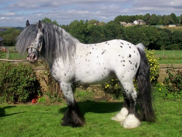 GHOST WILLIAM, étalon léopard au domaine du Vallon Chief10