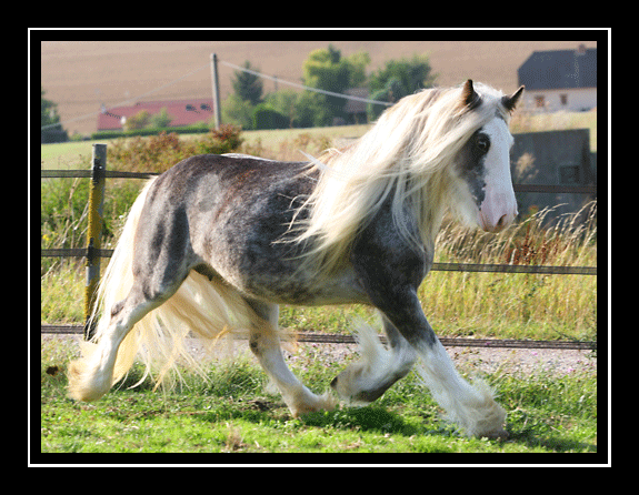 Pepsi, jument silver dapple sabino au Domaine du Vallon Img_3411