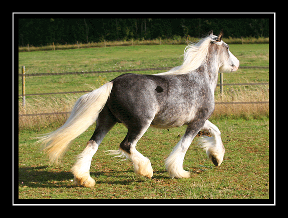 Pepsi, jument silver dapple sabino au Domaine du Vallon Img_3514